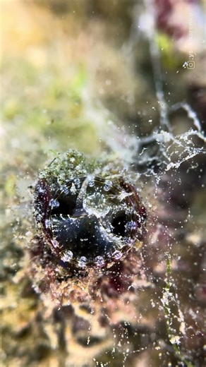 Unidentified Creature in the Red Sea 🐛 | Identification Needed