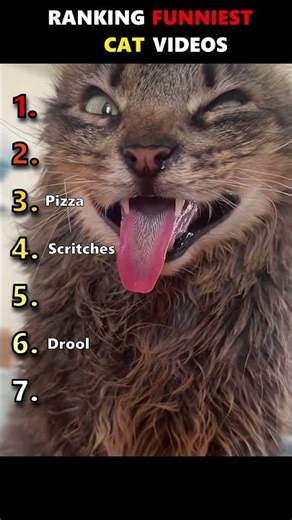 🐱🏆 Ranking the Internet's Most Iconic Funny Cat Videos 😂