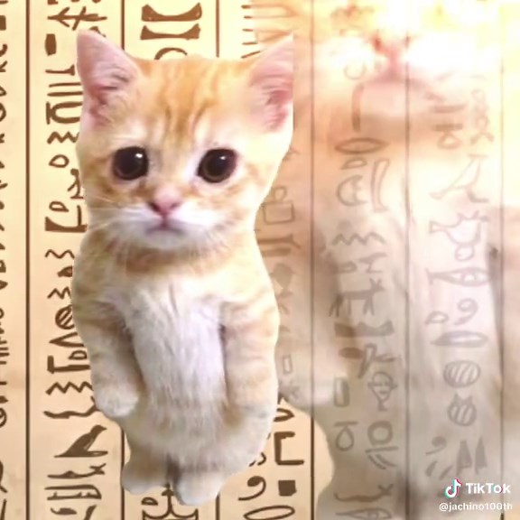 Cute Egypt Cat Dancing to Music