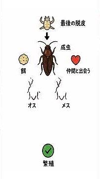 ゴキブリの一生｜驚きのライフサイクル