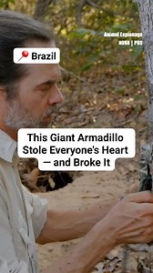 Giant armadillos are extremely hard to find. For years, not much was known about this species. But in 2013, a baby giant armadillo was caught on camera in the Pantanal region of Brazil for the first time, stealing many hearts. | NOVA l PBS