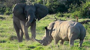 Watch an Elephant Invite a Rhino to Play