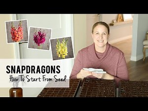 Starting Snapdragons From Seed For My Cut Flower Garden