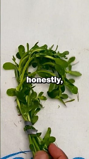 Aquarium Plants ANYBODY can Grow: Bacopa