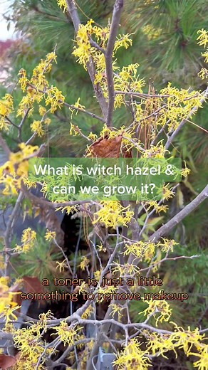 Growing Witch Hazel: Benefits and Toner Tips for Men