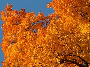 Everything You Need to Know About Fall Leaf Collection in Royal Oak