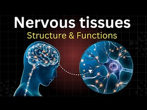 Nervous Tissues anatomy and physiology Explained! | Bio Scholar