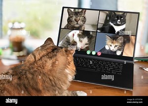 Back view of cat talking to cat friends in video conference. Group cats having an online meeting in video call using a laptop. Pets using computers Stock Photo - Alamy