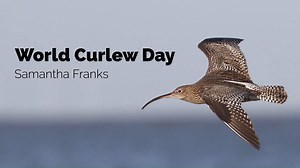 Happy #WorldCurlewDay everyone! At BTO we are involved in numerous projects to learn more about Curlew, and Research Ecologist Samantha Franks explains how she's involved in this work. What gives you hope for Curlew? | BTO British Trust for Ornithology