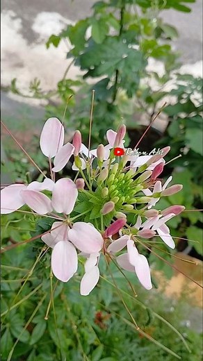 Cleome Spider Flower: Premium Seeds Ready to Sow!! #germinatingseeds #flowers #shortviral