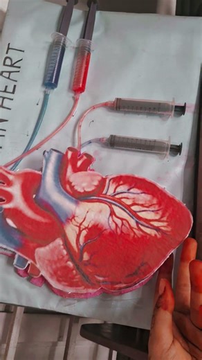 human heart model project #trending #viral #heart #bsc #science #youtubeshorts #viralshort