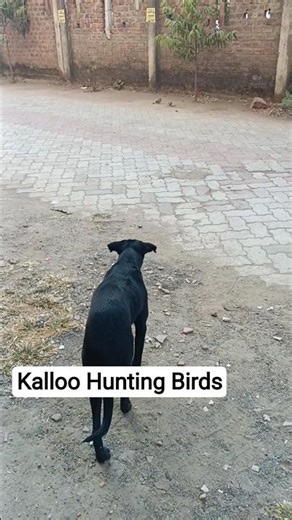 Dog Hunting Birds #huntingdog #gundog #pointing #dog #birddog