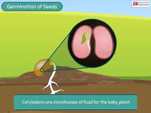 Germination of Seeds | Macmillan Education India