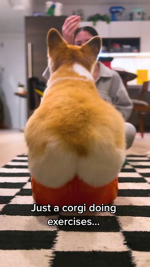 340K views · 10K reactions | Never skip leg day #legday #workout #corgi | Maxine the Fluffy Corgi | Facebook