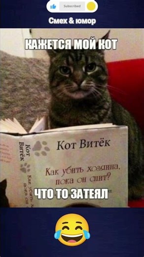 кошачий заговор