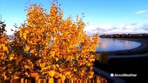 8.9K views · 209 reactions | Ever wonder why leaves change color when fall rolls around? Find out here. | AccuWeather | Facebook