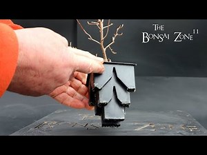 Repotting My Russian Olive, The Bonsai Zone, Feb 2024