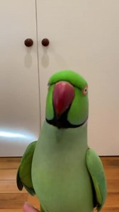 11K views · 428 reactions | Ring neck parrot #Mashallah #fb #reel #reels #birds #parrots #babies #ringneckparrot | budgies Parrots Bajri | Facebook