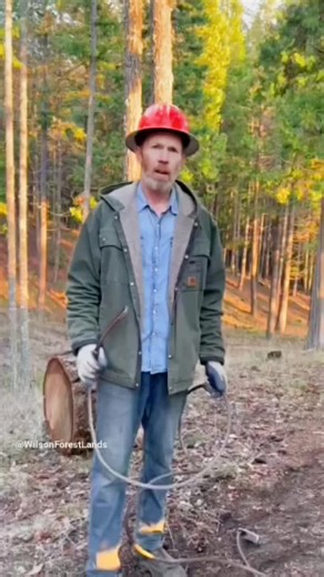 Wilson Forest Lands on TikTok