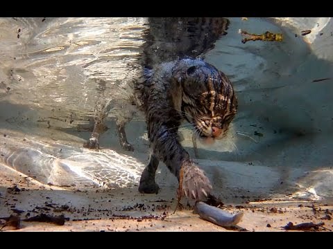 fishing cat underwater