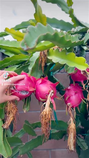 Dragon fruits orchards farm's walkthrough video | Zortrax Agriculture Corporation