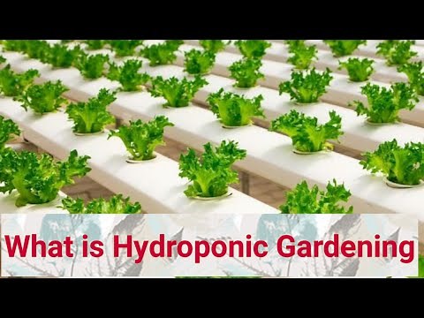 What is Hydroponic Gardening I Advantages and Disadvantages of Hydroponic Farming