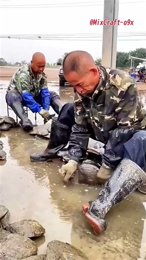 Opening Cultured Pearl Oysters – Discovering Their Precious Pearls! #mixcraft