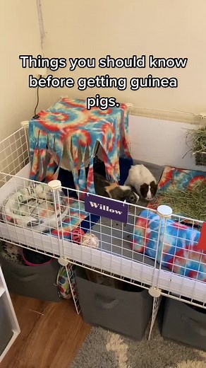 Guinea Pig Care: Poop Cleaning Tips & More