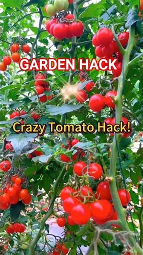 Stronger Tomato Plants? Try This 1 Simple Trick 🍅