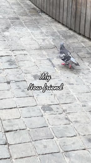 Pigeon @Mike Morley