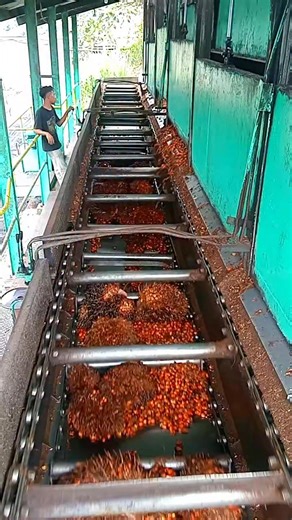 Ini adalah stasiun kerja loading ramp di pabrik kelapa sawit (PKS) yang fungsinya untuk menampung tandan buah segar kelapa sawit (TBS) dan titik awal pengiriman buah kelapa sawit sebelum masuk ke sterilizer (perebusan). • • • #Fyp_jangkauan #Fyp_tayangan #Video_viral #Reels_fbpro #Loading_ramp #PKS | Ruliadi Saragih