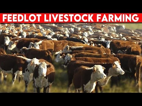 ⭕ Advantages and Disadvantages of Feedlot Livestock Farming ✅ Biggest Bulls And Cows