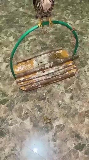 tahap pembelajaran hunting guys#alapalap #elangsquad🦅 #wbse #xybca #berandatiktok