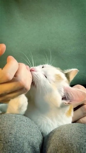 Mesmerizing Purr Slowed 🌀