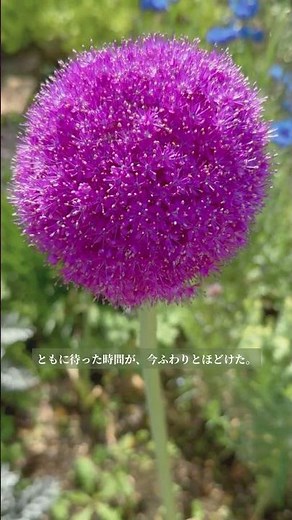 ギガンチウム、ついに咲きました。｜Allium giganteum