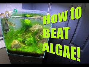 How to beat and get rid of green hair algae!