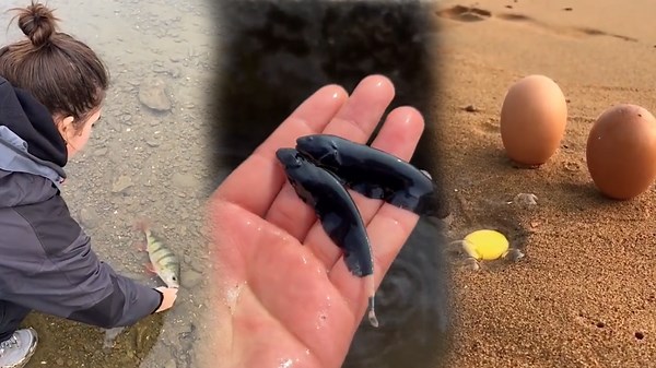 All About Fishes: Exploring Their Amazing World