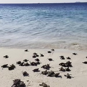 We had a surprise at Donkey Beach this afternoon! Thank you for calling the hotline and informing us about the hatching. Big thanks to the crowd and awesome to see how everybody cooperated. | Sea Turtle Conservation Bonaire