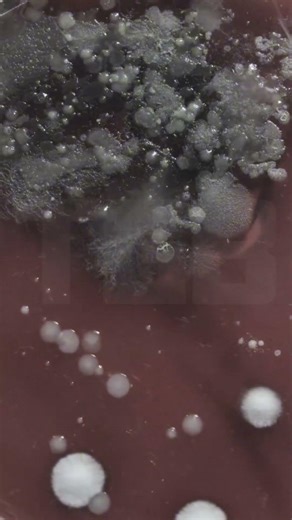 The Evil Science of Unit 731 #geopolitics #2026 #ww2 #history #theglobalbrief #shortvideo #military