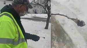 Eliminating browntail moth webs from trees now can reduce their spread during the summer