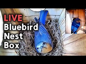 🔴 LIVE Eastern Bluebird Nest Cam - Season 3 - Brood #2