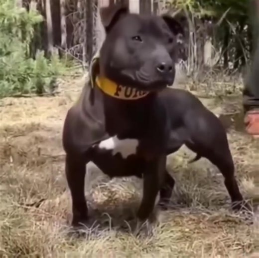 APBT | TOP APBT WORLD