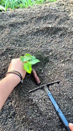 ​🌱 Planting Sprouted Yam Tuber Cutting in Loose Soil Using Hand Rake #shorts