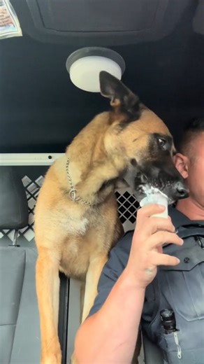 Pupcup 🧁 💙 "Next time starbucks please let me pay before giving me the pup cup woth a hungry K9 in the car😂😂" 📷 K9.joki / tt . . . . #k9 #k9unit #malinois #thankyouforyourservice #pupcup #k9handler #dogoftheday #friendship | Police Dog