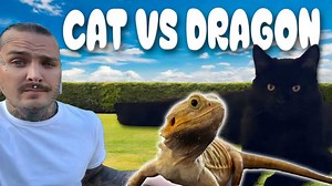My cat meets the bearded dragon - what happened