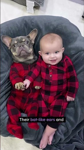 French Bulldog = Tiny Dog, HUGE Personality!”