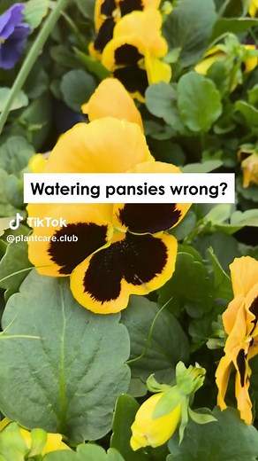Pansy Series Part 3: Essential Watering & Care Tips
