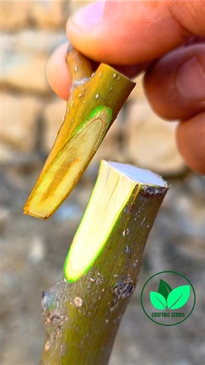 Easy grafting techniques | Pear tree grafting 🍐| Grafting plants #grafting #planttok #bonsai