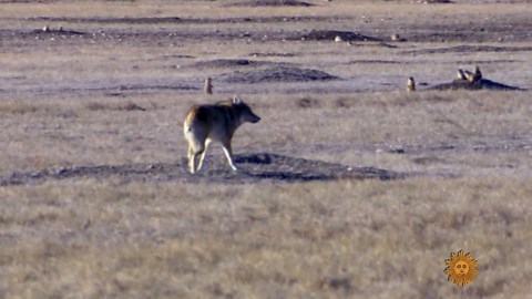 Nature: Prairie dogs in the Badlands