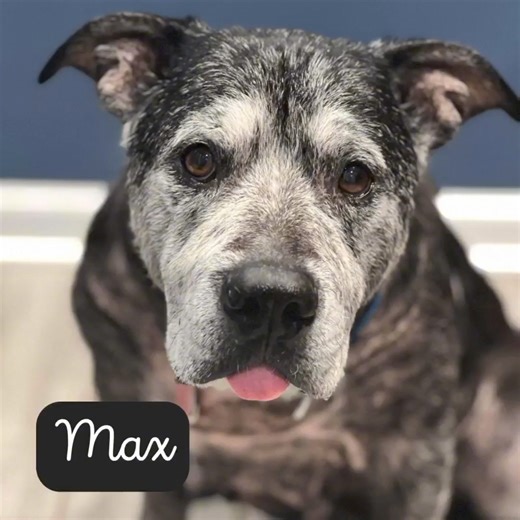 Nothing hurts our hearts more than seeing senior pets abandoned in overcrowded shelters. We cannot comprehend how scared and confused they must be to find themselves alone and at risk at a point in their lives when they need their humans more than ever. Over the last few weeks, we've been fortunate enough to offer safe exit to some special seniors from ACCT Philly. We could not be happier to see these beautiful old souls come alive in their foster homes, and promise to love and pamper them every